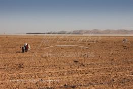 Image du Maroc Professionnelle de  Des ouvriers s'activent à la mise en place d’un système moderne d'arrosage qui laisse passer l’eau petit à petit, dit "goutte à goutte" dans une nouvelle ferme où l’on procède à la plantation d'orangers à Chichaoua, Mardi 27 Février 2007. (Photo / Abdeljalil Bounhar) 